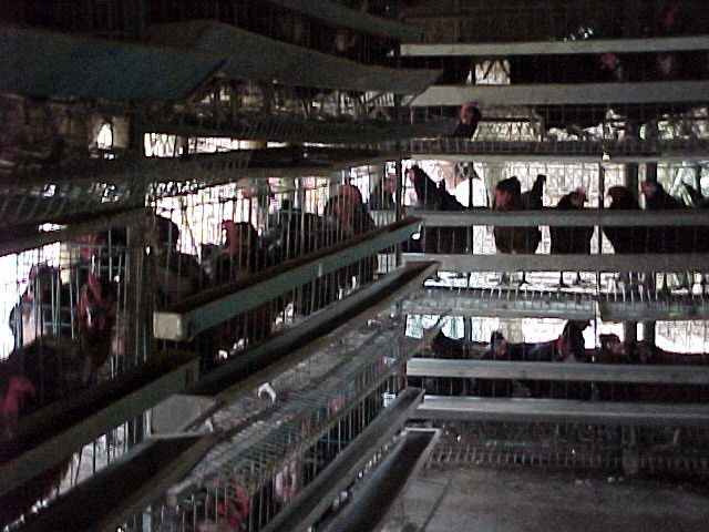 �{�{��̒��̗l�q