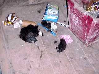 �������������A���ꂪ���̔��̖тł��I���ē��{�̃��C�h�V���[�ł͌�����ł��傤��